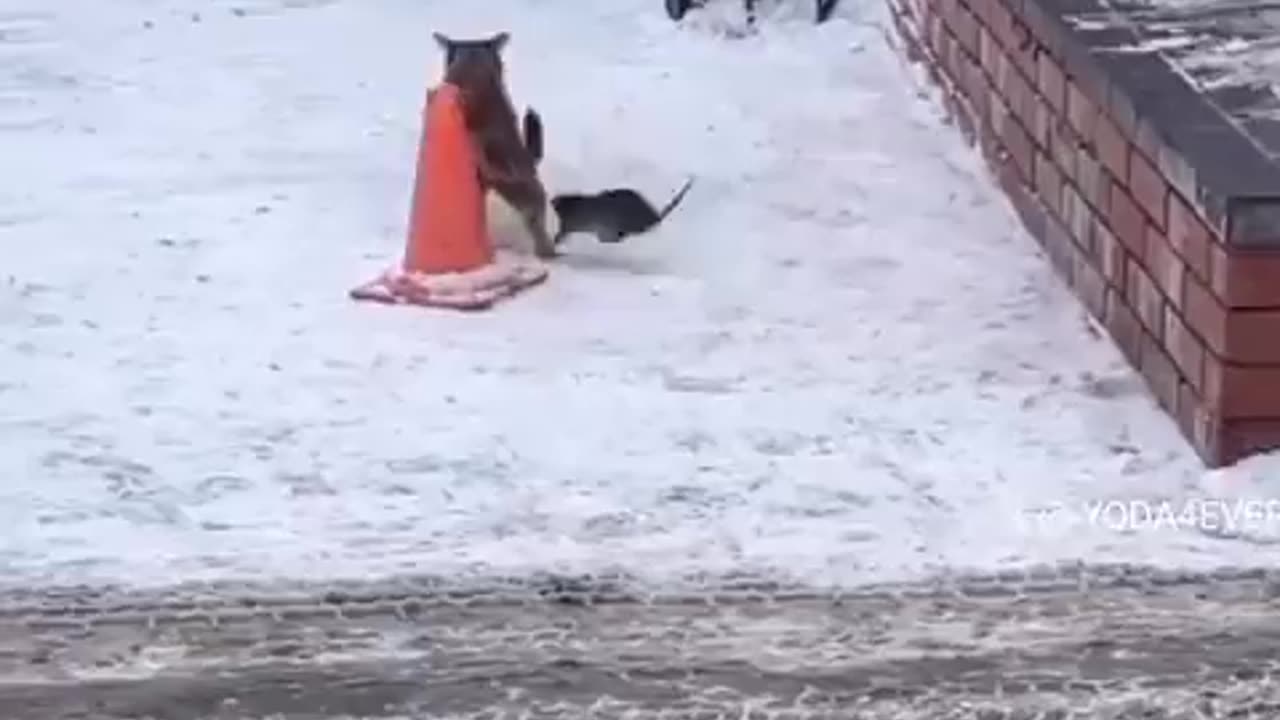 TOM and JERRY