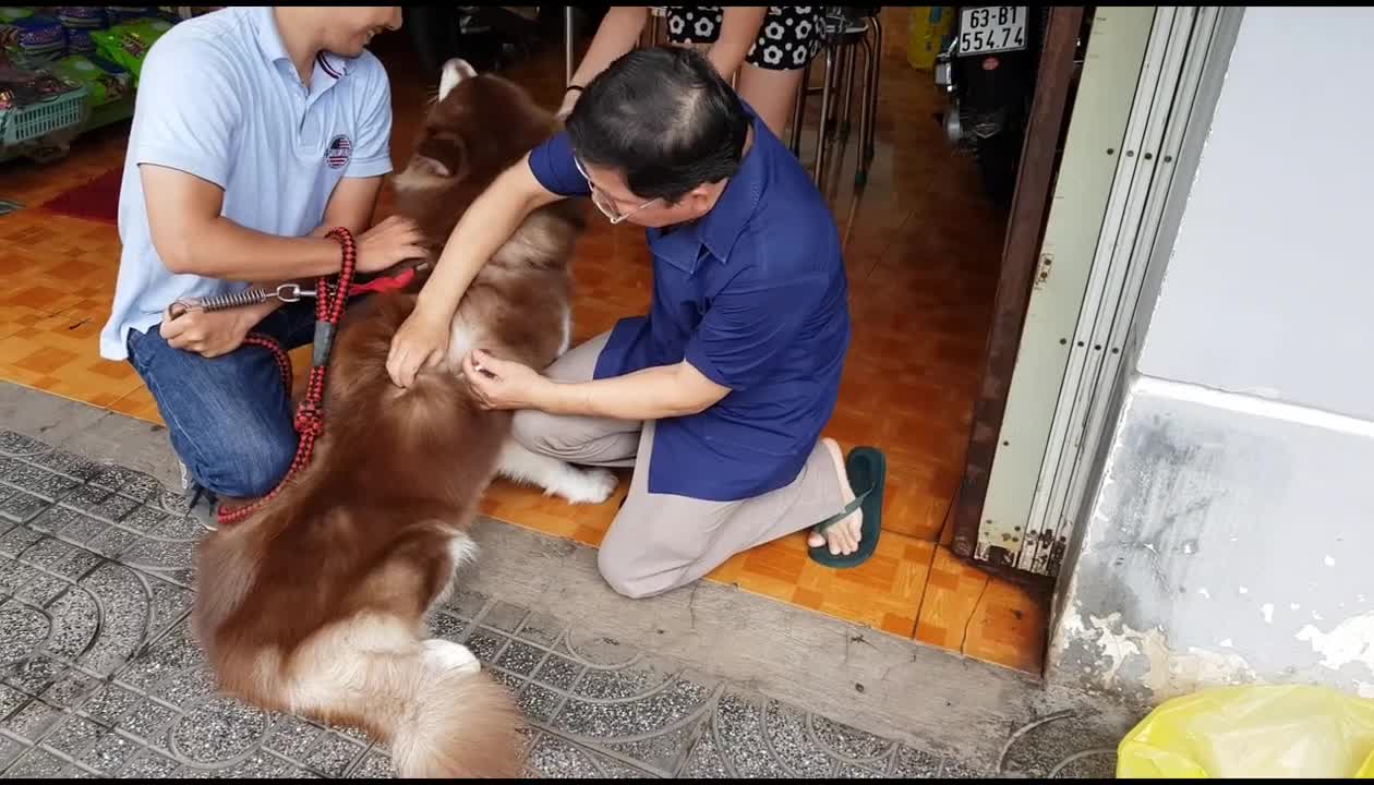 The dog does not feel scared when he has to inject drugs