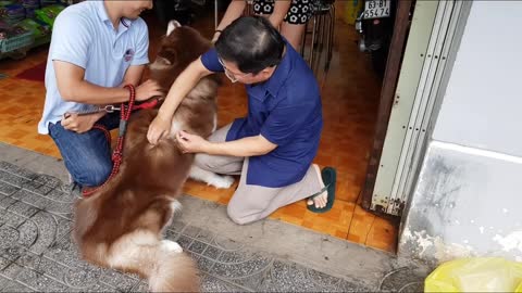 The dog does not feel scared when he has to inject drugs