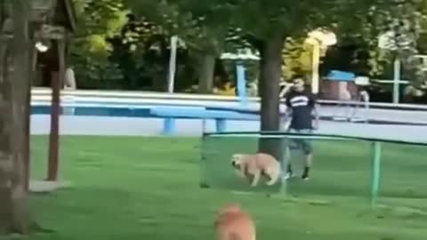 My Dog hasn't seen his brother his brother in months.. wait a minute