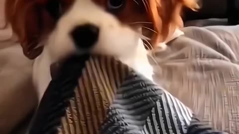The FUNNIEST Pet Videos of the year! 🤣 | BEST Compilation
