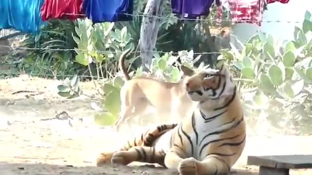 Troll Prank Dog Funny & fake Lion and Fake Tiger Prank To dog & Huge Box Prank to dog