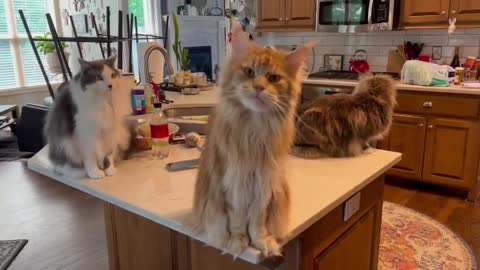 "Mooooommm, give me fishies! Right meow!!! 😻"