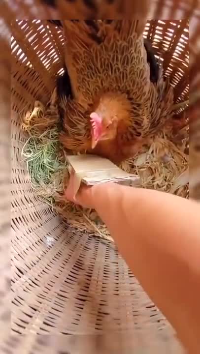 Funny Roosters Chasing Kids🐔🐓🐔 Funniest Animals Videos Compilation 2022