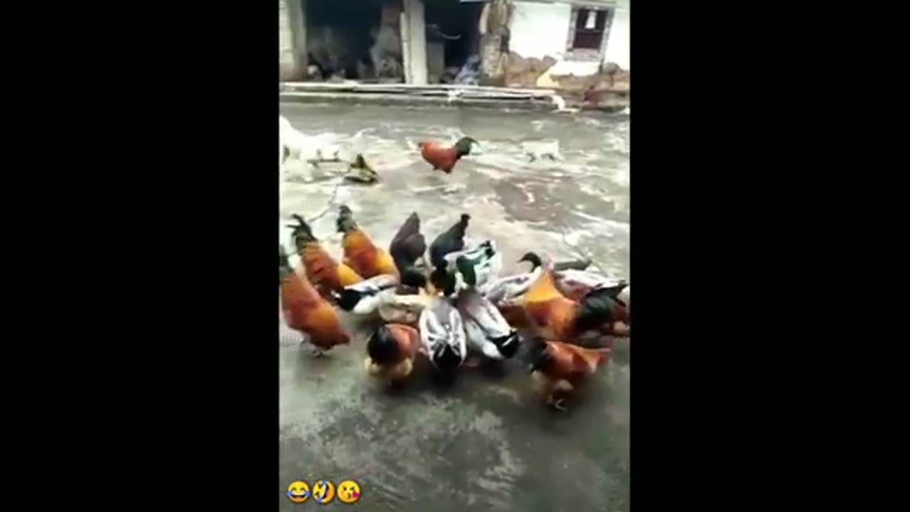 Chicken vs Dog funny compilation