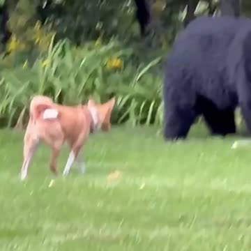 DON'T TRY THIS AGAIN DOG 😱