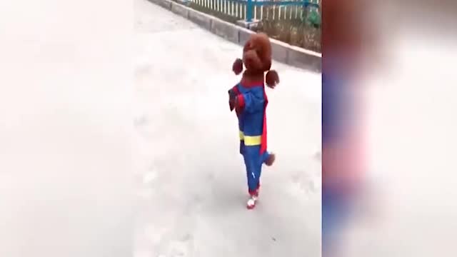 Funny super Dog 2021