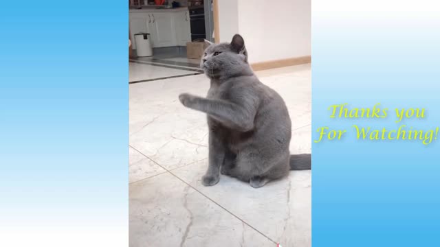 Cute and Funny Pets Animals You Can't Stop Laughing At Part 14