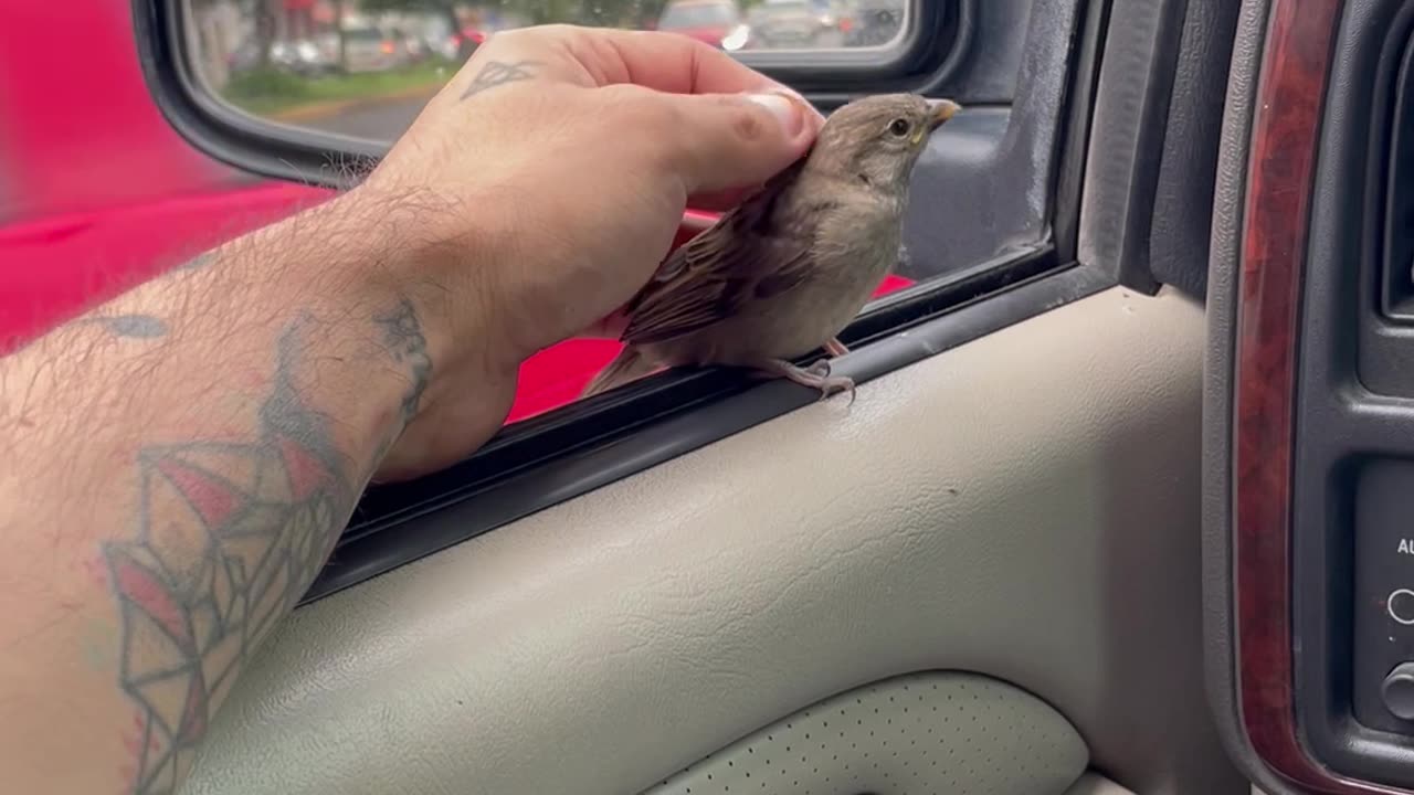 Bird Checks In On Driver