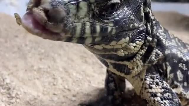 Four feet snake