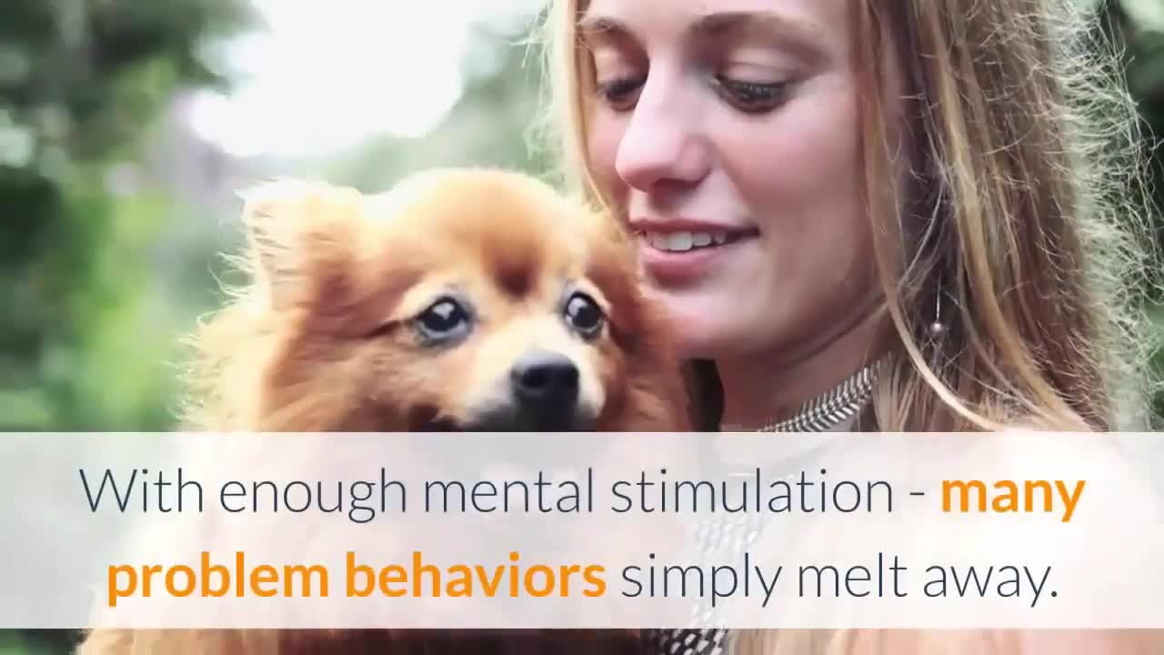 Brain Training For Dogs To Become a smart obedient dog! Unique Dog Training Course