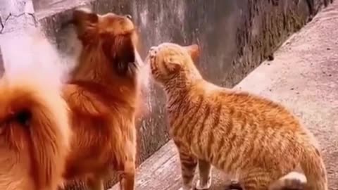 Funniest animals 🐱In tiktok 😂 Funny and Fails Pets Video