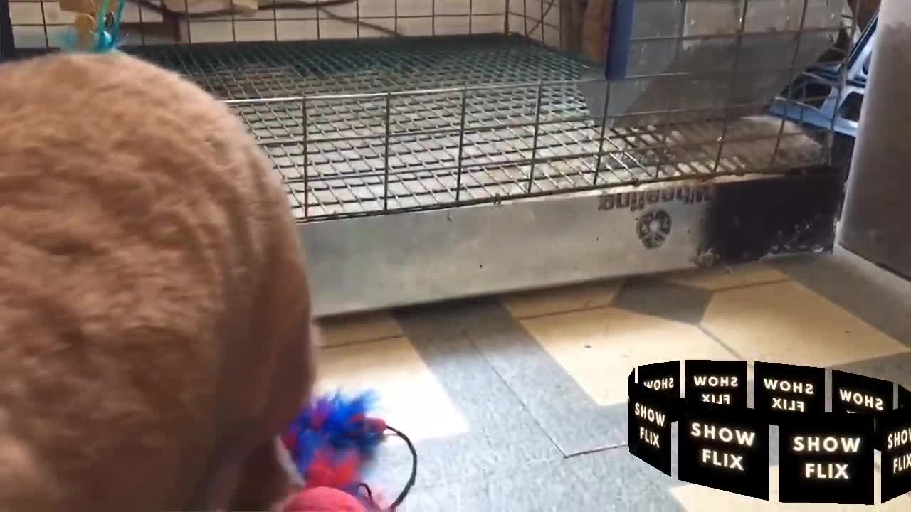 Cute and sweet cats getting scared