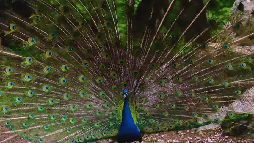 Funny animal video, funny peacock video, peacock video, beautiful animal video, lenkasmn Tec.