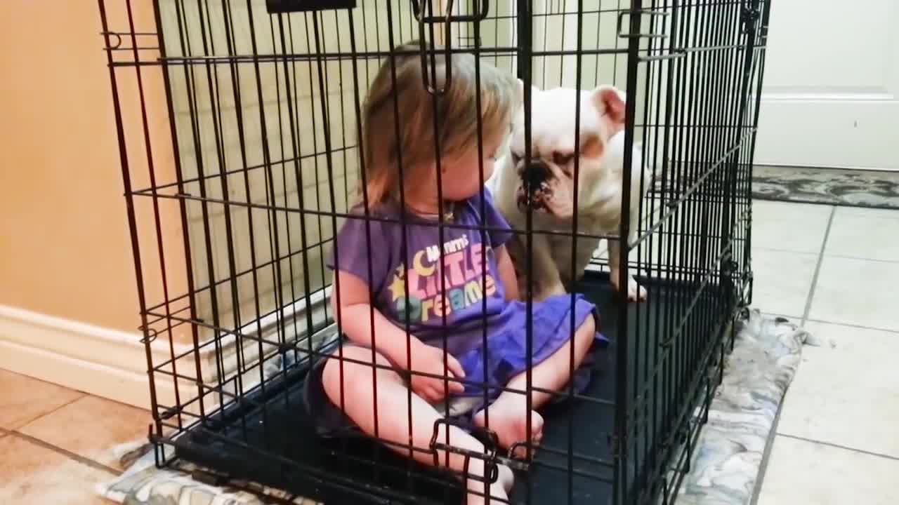 Babies and cute dogs are the best of friends. Video of Dogs Babysitting Babies