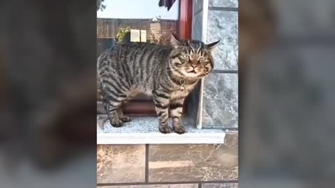 These cats can speak better than hooman can