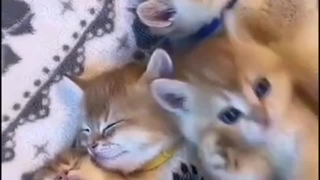 Cute and Funny Pets Moments