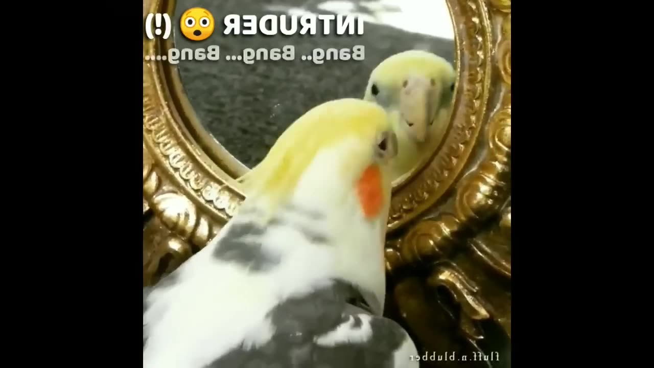 Funny parrot |cockatiel parrot | Funny birds | Funny animals