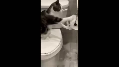 Funny cat video