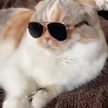 cat enjoy. shorts. #short