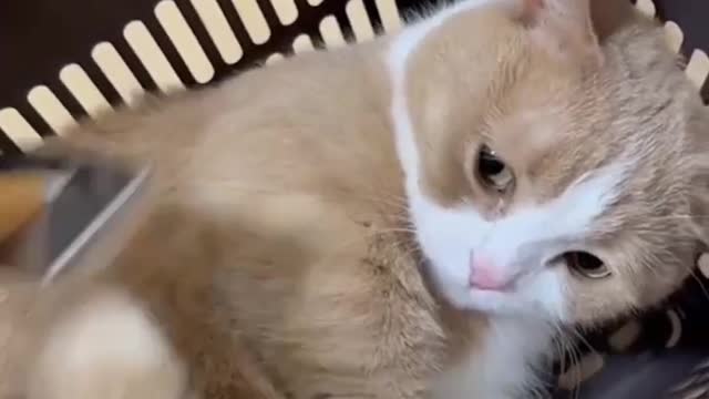 Cute cat video