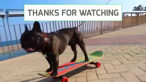 Compilation With Dogs That Have Done Wrong | Guilty Dogs