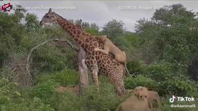 WILD ANIMALS HUNTING PREY COMPILATION RELAX FOR LIFE #2