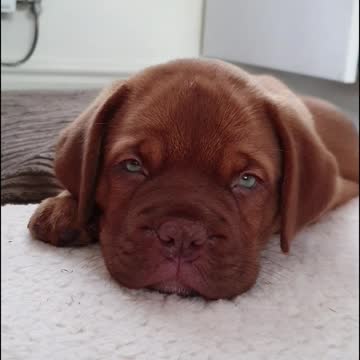 Cant keep my eyes open