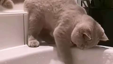 A british shorthair who is making a paw-fect job of scrubbing the tub