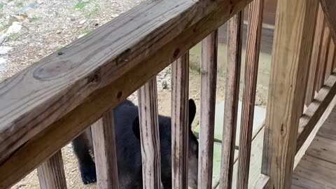 She Just Wants To Pet The Bear