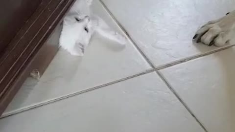 Kittens rule