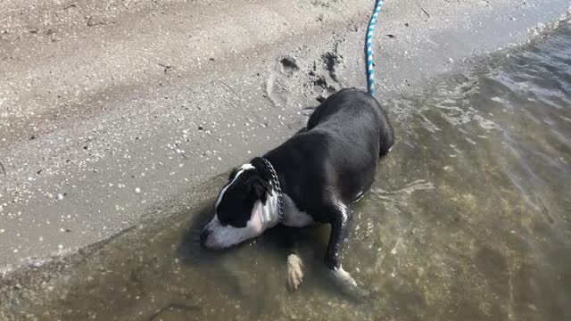 After a Looooong WALK... WATch how Twiggy, our Pitbull Pup react on salty water in the bay...