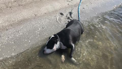 After a Looooong WALK... WATch how Twiggy, our Pitbull Pup react on salty water in the bay...