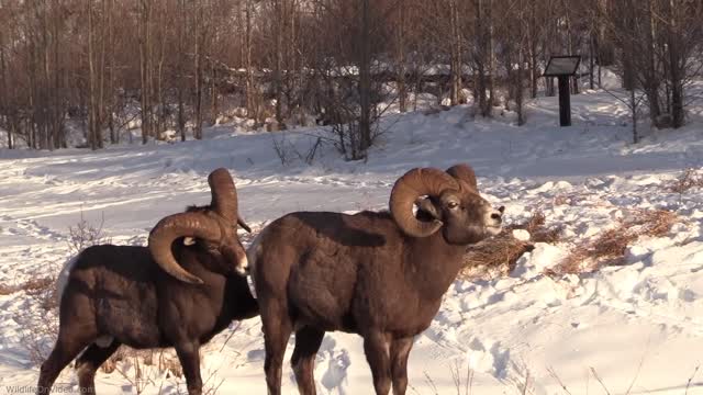 Sheep battle with bighorn