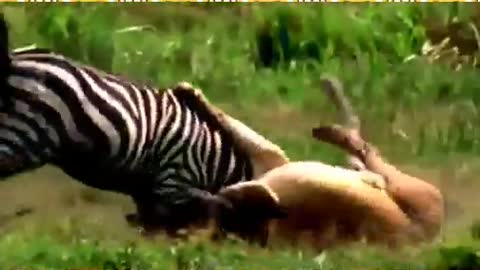 Epic Attack of Crocodile Attack on Cheetah