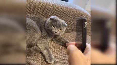 Funny Cat Videos You will love it