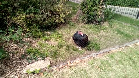 Vulture at Riverside Park