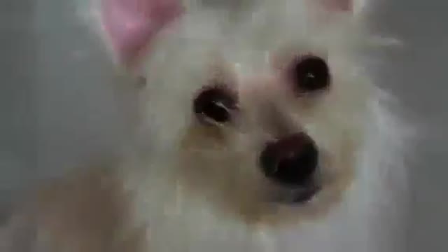 cut funny dog