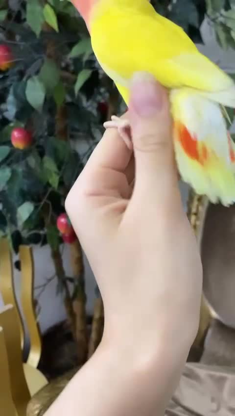 😍😍😍my birds