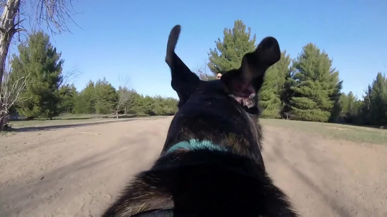 Dog's eye view - Running through a park - GoPro First person Angle