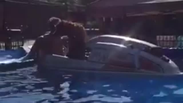 Dog on a jetski inside a pool