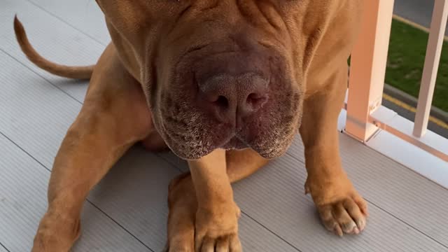 MASSIVE Pit Bull - Very gentle with pb pretzel treat! 🦁😋🥰