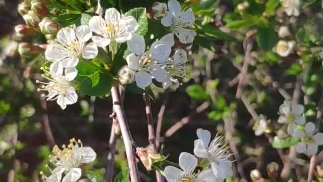 beautiful nature. Spring.