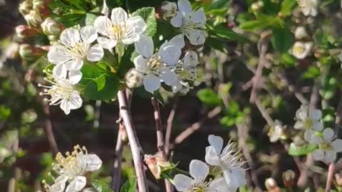 beautiful nature. Spring.
