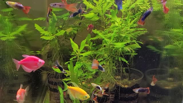 Glow Tetras 29g pt 2