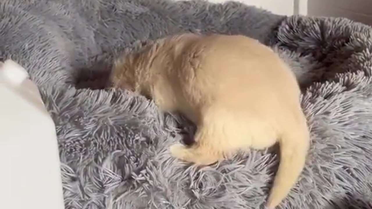 Golden Retriever Puppy Climbs Bed!