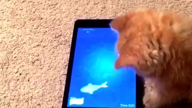 Orange cats playing with fish game on a tablet