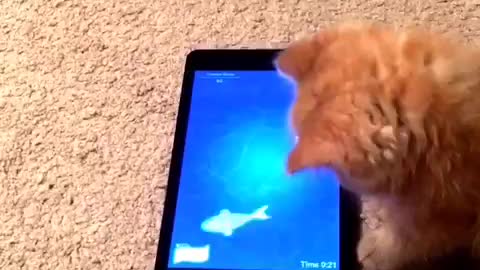 Orange cats playing with fish game on a tablet