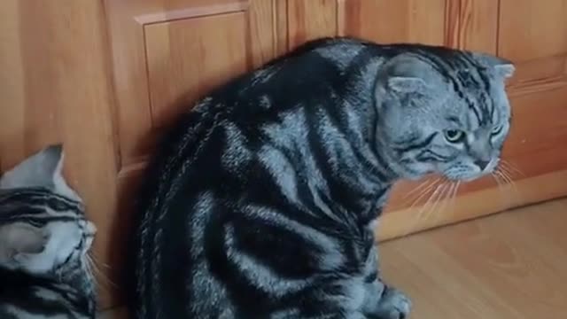 Mother cat teaches kitten to open door