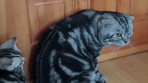 Mother cat teaches kitten to open door